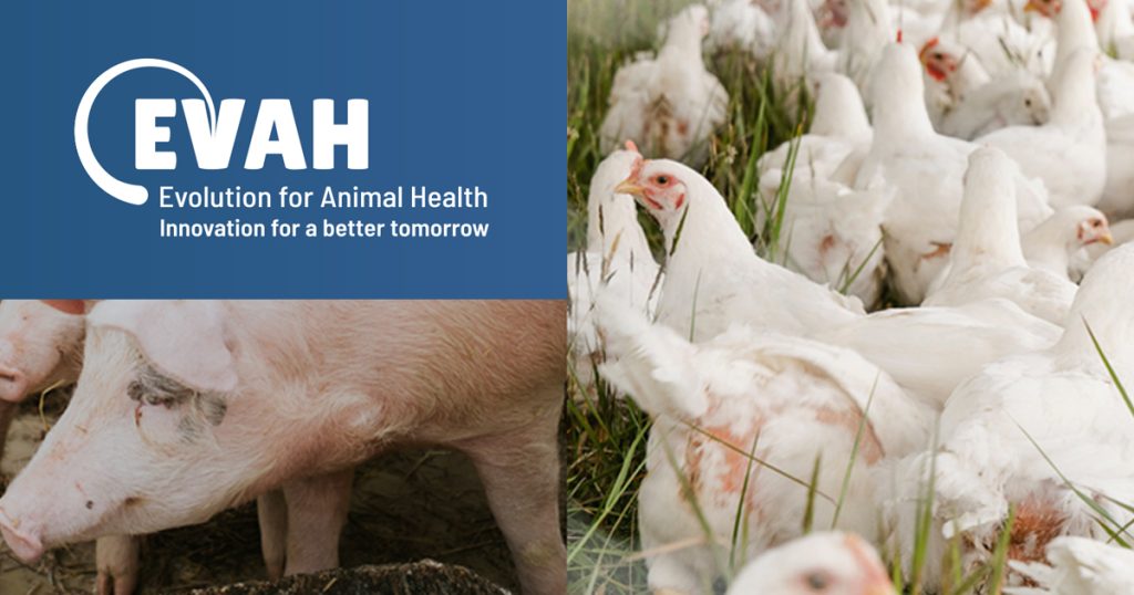 EVAH secures investment from global pork and poultry producer