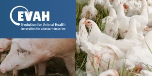 EVAH secures investment from global pork and poultry producer