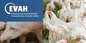 Investissement d’un géant mondial de production de porc et de volaille dans EVAH